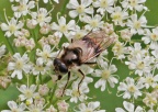 Cheilosia illustrata female hoverfly
